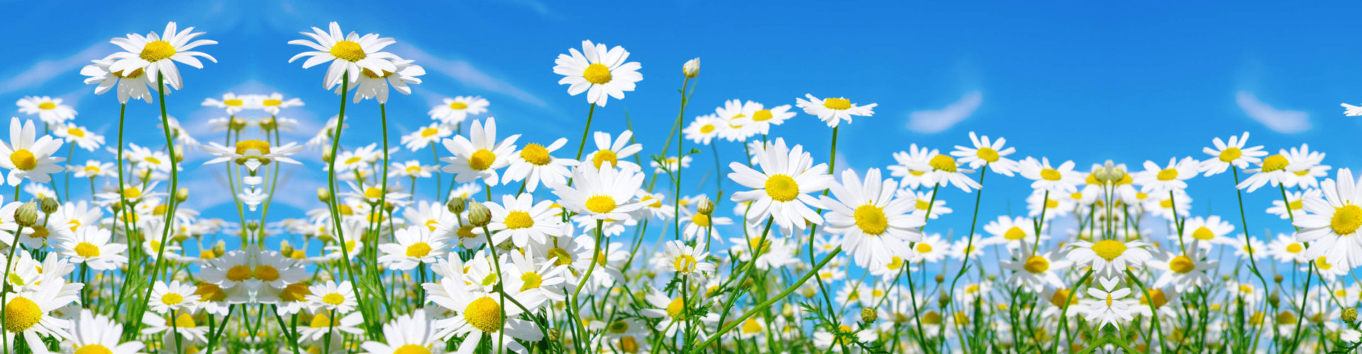 flowers under the cerulean skies